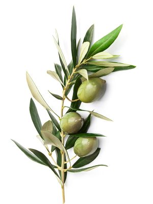 olives-branch-with-leaves